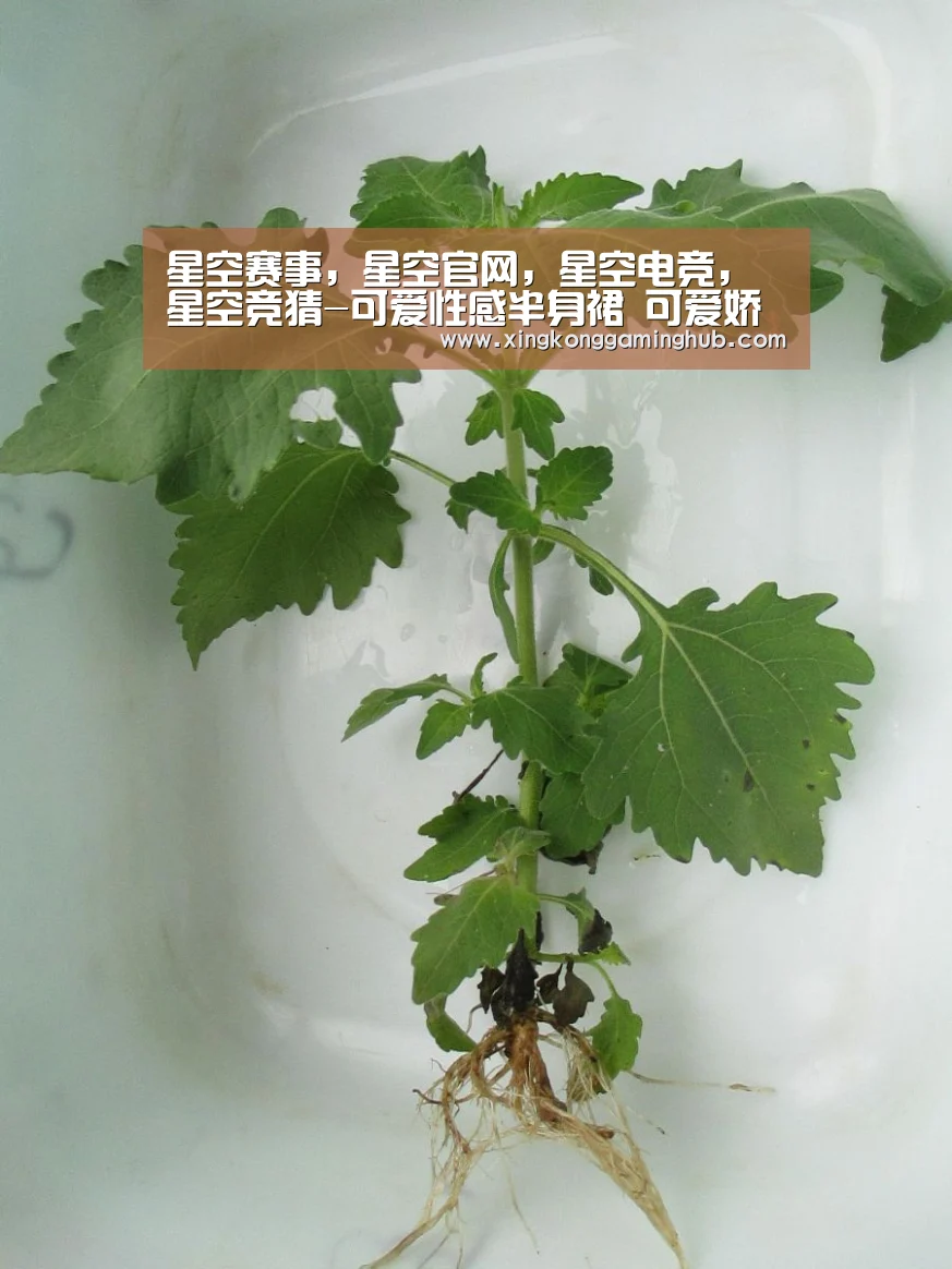星空赛事,星空官网,星空电竞,星空竞猜-可爱性感半身裙 可爱娇俏两不误(图3) 星空赛事,星空官网,星空电竞,星空竞猜